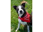 Adopt Krypto a Border Collie, Pit Bull Terrier