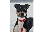 Adopt (Remy) a Beagle, Mixed Breed