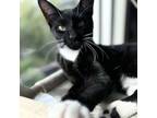 Adopt Jack a Domestic Short Hair