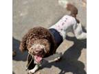 Adopt Benny a Standard Poodle, Mixed Breed