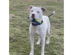 Adopt Niko a American Staffordshire Terrier