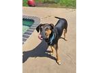Adopt Evan a Hound, Mixed Breed