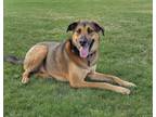 Adopt Waylon a Mastiff
