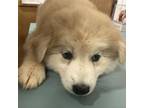 Adopt Java 06-0807 a Labrador Retriever