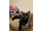 Adopt Frijole a Domestic Short Hair, Tabby