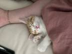Adopt Chicken a Domestic Medium Hair, Tabby