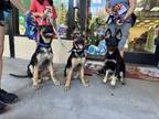 Adopt Maverik a German Shepherd Dog