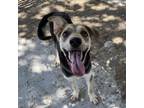 Adopt Oaklee a Labrador Retriever, Golden Retriever