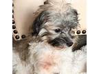 Adopt Jasper a Havanese