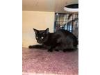 Adopt Dutch a Domestic Short Hair