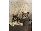 Adopt Mars a Papillon