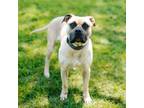 Adopt Jack Black a Mastiff