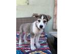 Adopt Mothers Milk (MM) a Husky, Australian Shepherd