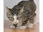 Adopt Grover a Domestic Short Hair