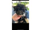 Adopt Reed a Australian Shepherd