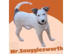 Adopt MR. SNUGGLESWORTH a Australian Shepherd, American Eskimo Dog