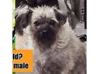 Adopt COWBOY a Brussels Griffon, Terrier