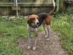 Adopt Henry a Hound
