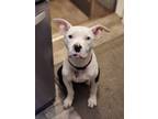 Adopt Sammy a Pit Bull Terrier