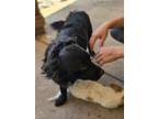 Adopt Drew a Schipperke
