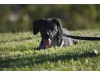 Adopt Ziggy a Beagle, Australian Cattle Dog / Blue Heeler