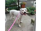Adopt Milo a Pointer, Labrador Retriever