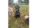 Adopt KJ a Shepherd, Miniature Pinscher