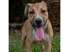 Adopt Cain a Mixed Breed