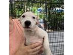 Adopt Caramel a Mixed Breed