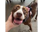Adopt Landon a Mixed Breed