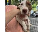 Adopt Thyme a Mixed Breed