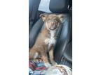Adopt Rusty a Australian Shepherd