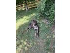 Adopt Roscoe a Catahoula Leopard Dog