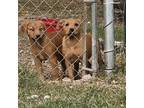 Adopt Cinnamon a Rottweiler, Mixed Breed