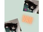 Adopt Van a Domestic Short Hair