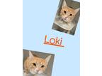 Adopt Loki a Domestic Short Hair