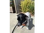 Adopt Rocky a Black - with White Jack Russell Terrier / Mixed dog in Santa Cruz