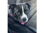 Adopt Noel a Black - with White Boxer / American Staffordshire Terrier / Mixed