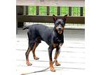 Pacer, Miniature Pinscher For Adoption In Beebe, Arkansas