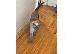 Nathan, Siamese For Adoption In Napa, California