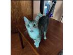 Bobby, American Shorthair For Adoption In Oakland Park, Florida