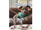 Charlie (puppy), Dachshund For Adoption In Greensboro, North Carolina