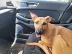 Nala, Fka Toph, Labrador Retriever For Adoption In Peoria, Illinois