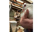 Freddie, Pigeon For Adoption In San Francisco, California