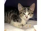Kitten Aspen, Domestic Shorthair For Adoption In Seal Beach, California