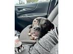 Kenai, American Pit Bull Terrier For Adoption In Warren, Michigan