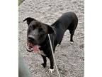 Brian, Labrador Retriever For Adoption In Newport, North Carolina