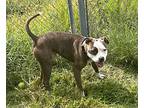 Soja, American Pit Bull Terrier For Adoption In Newport, North Carolina