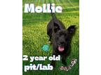 Mollie, Labrador Retriever For Adoption In Nicholasville, Kentucky