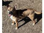 Pippen, Rat Terrier For Adoption In Phoenix, Arizona